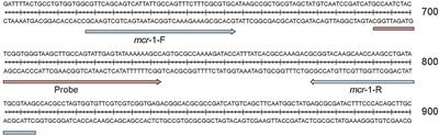 Rapid Detection of Multi-Resistance Strains Carrying mcr-1 Gene Using Recombinase-Aided Amplification Directly on Clinical Samples